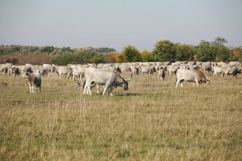 Hungarian gray cattle cows with calves grazing on pasture summertime. Hungarian gray cattle cows with calves grazing on pasture summertime