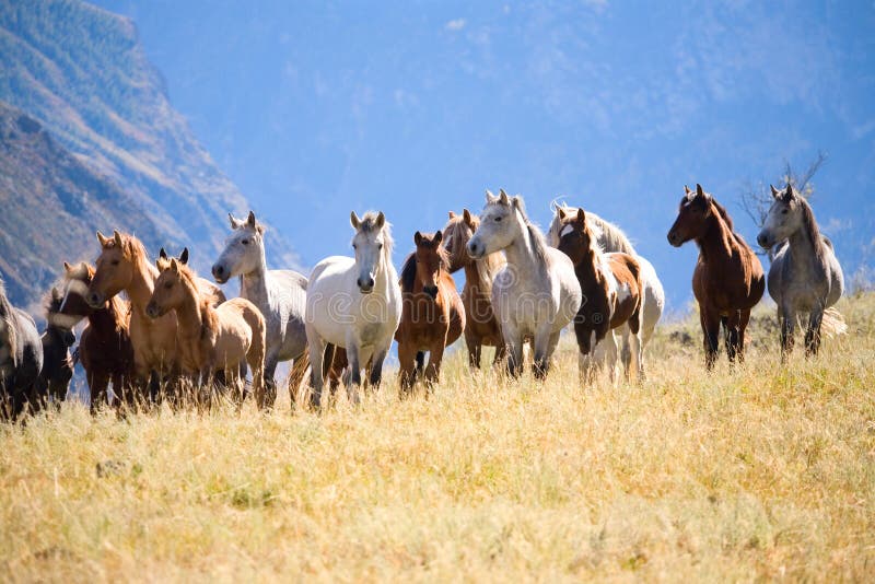 A herd of horses in the mountains. A herd of horses in the mountains