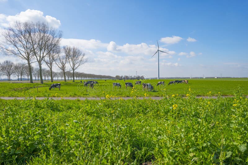 Stado krowy w zielonej łące pod niebieskim niebem w świetle słonecznym ja obrazy stock Stado krowy w zielonej łące pod niebieskim niebem w świetle słonecznym ja obrazy stock