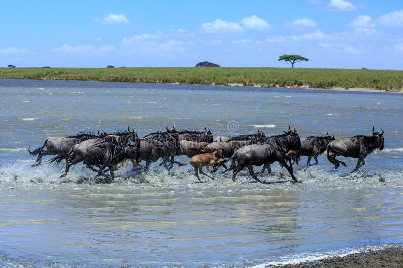 Stado krzyżuje rzekę w Serengeti Wildebeest obraz stock Stado krzyżuje rzekę w Serengeti Wildebeest obraz stock
