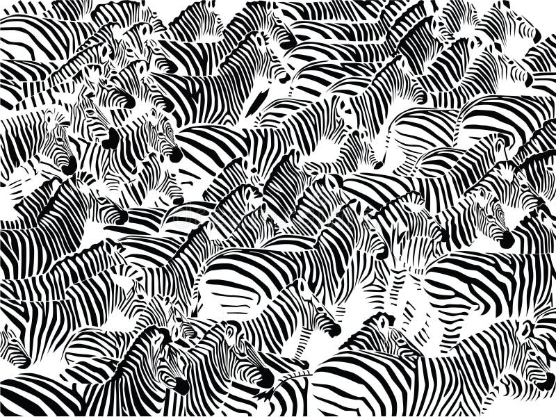 Vector illustration of a herd of zebras. Vector illustration of a herd of zebras