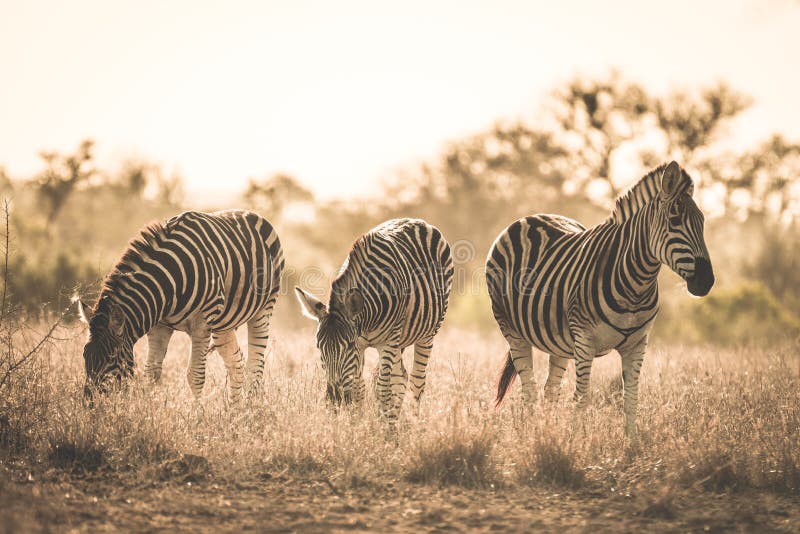 Stado zebry pasa w krzaku Przyroda safari w Kruger parku narodowym, specjalizuje się podróży miejsce przeznaczenia w Południowa A fotografia royalty free Stado zebry pasa w krzaku Przyroda safari w Kruger parku narodowym, specjalizuje się podróży miejsce przeznaczenia w Południowa A fotografia royalty free
