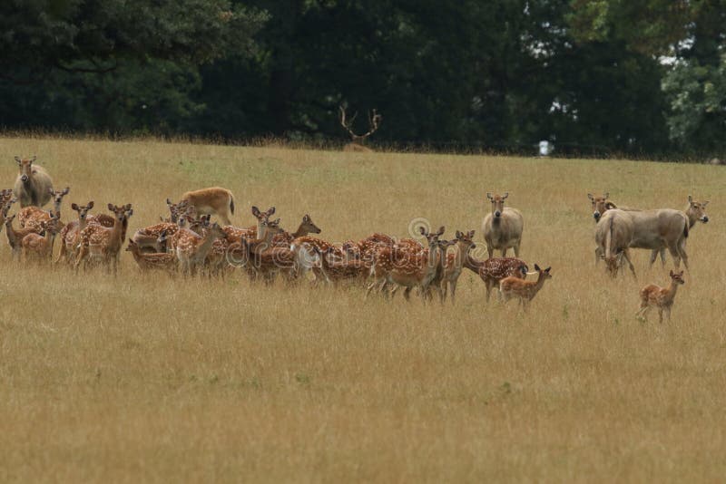 Stado łanie z dziećmi, Mandżurskiego ` s Sika Cervus Nippon Jelenim mantchuricus lub Cervus Nippon ich, Sika rogacza lub Dybowski fotografia stock Stado łanie z dziećmi, Mandżurskiego ` s Sika Cervus Nippon Jelenim mantchuricus lub Cervus Nippon ich, Sika rogacza lub Dybowski fotografia stock