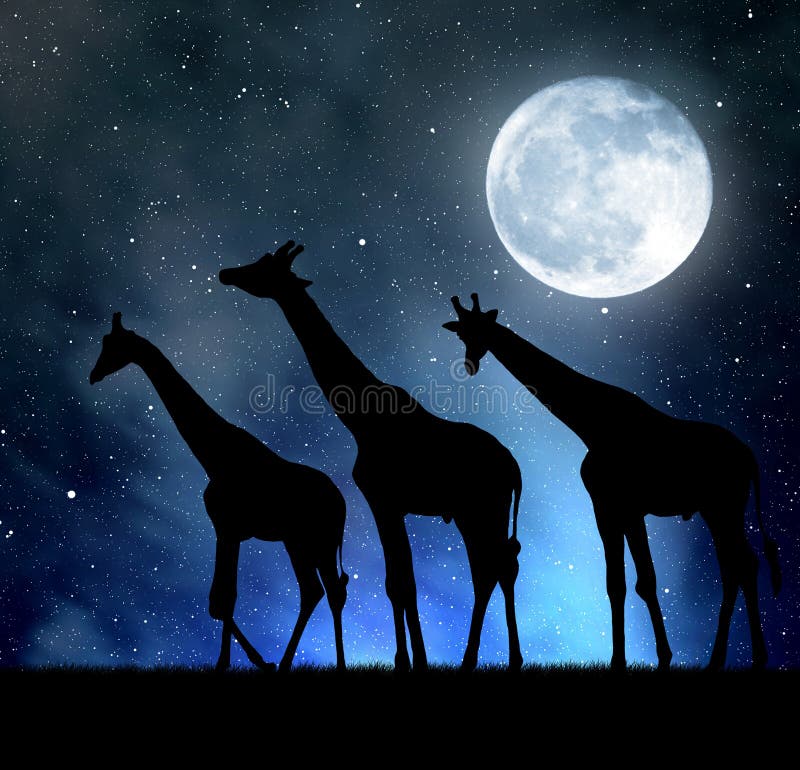 Herd of giraffes in the night sky with moon. Herd of giraffes in the night sky with moon