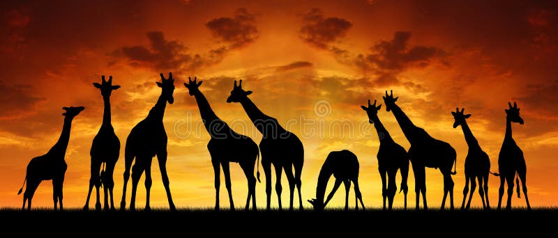 Herd of giraffes in the sunset - Africa. Herd of giraffes in the sunset - Africa