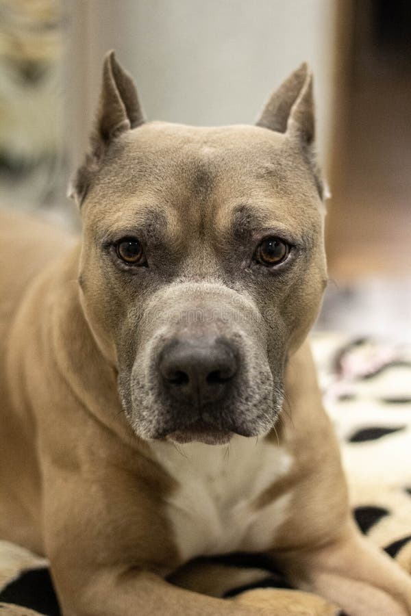 Staf Bull Dog American Dog Big Brouwn Dog Stock Photo - Image of bull, mammal: 228256898 Staf Bull Dog American Dog Big Brouwn Dog Stock Photo - Image of bull, mammal: 228256898