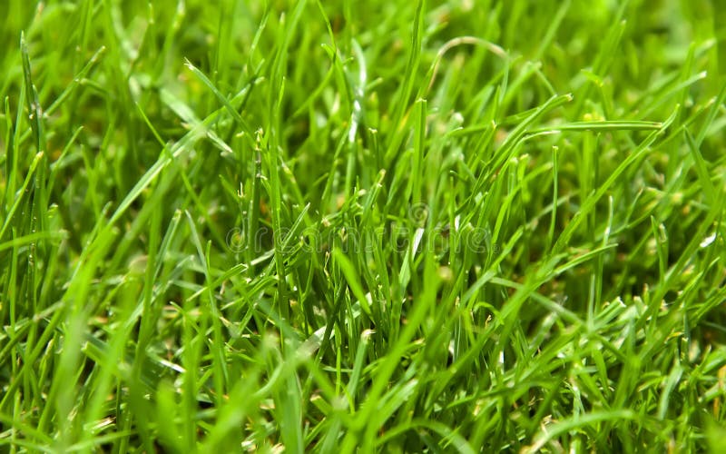 Staffetta di erba verde immagine stock Staffetta di erba verde immagine stock