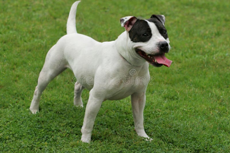 Staffordshire Bull Terrier stock image