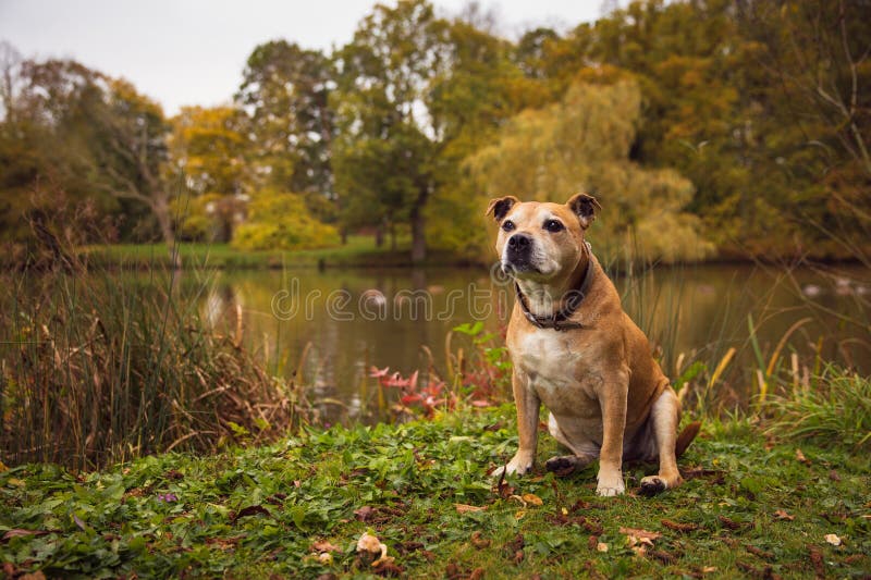 Staffordshire Bull terrier royaltyfri foto Staffordshire Bull terrier royaltyfri foto