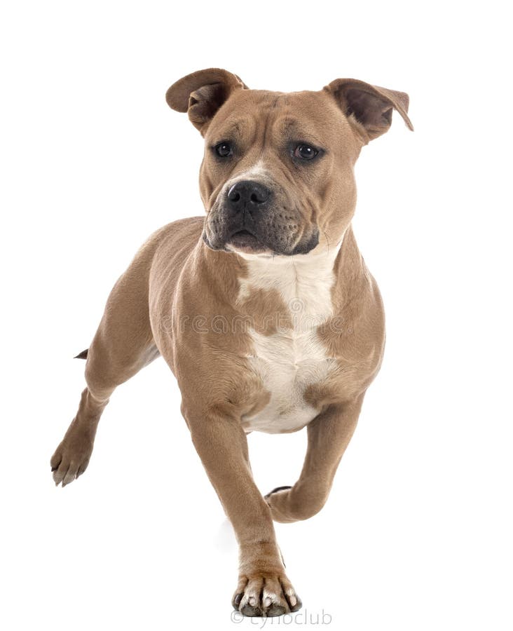 Staffordshire bull terrier in front of white background