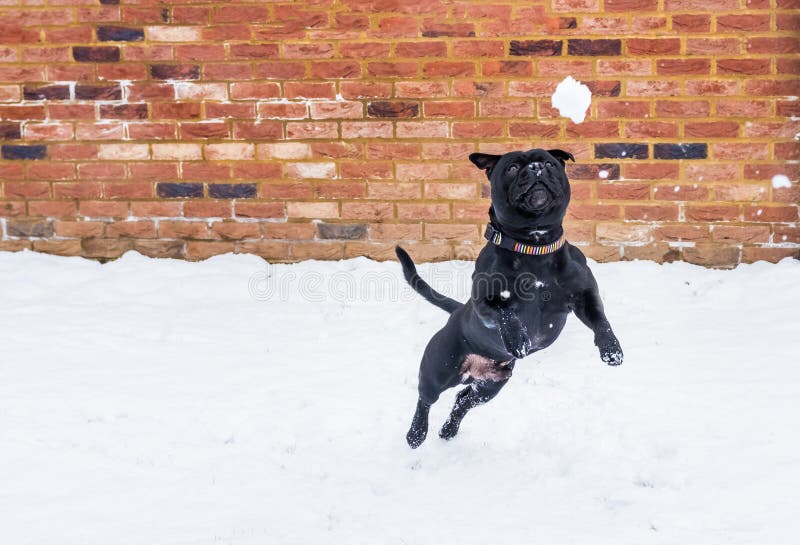 Staffordshire bull terrier dog leaping to a snowball royalty free stock image Staffordshire bull terrier dog leaping to a snowball royalty free stock image