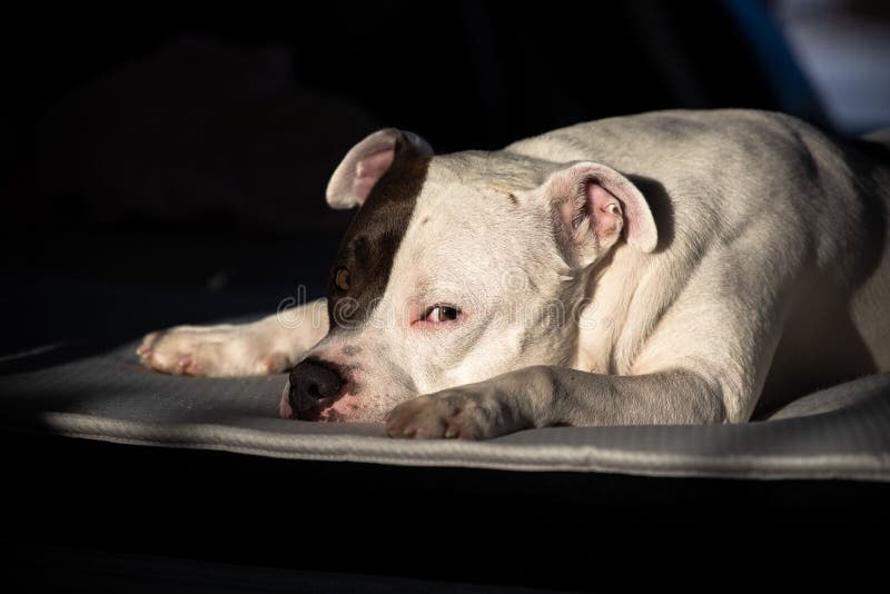 is the staffordshire bull terrier a descendant of the bulldog