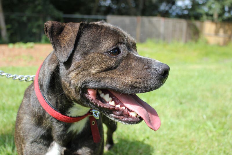 Staffordshire bull terrier side profile