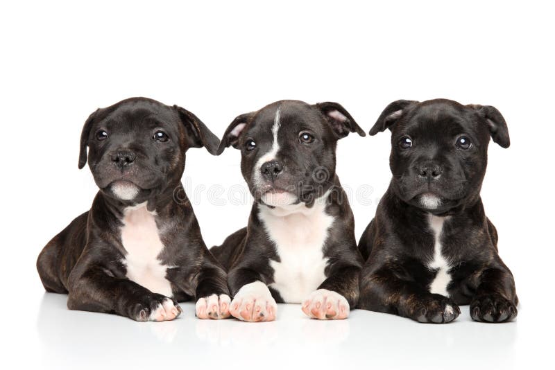 Staffordshire bull terrier valpar som ner ligger royaltyfri fotografi Staffordshire bull terrier valpar som ner ligger royaltyfri fotografi