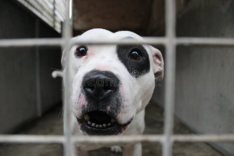 Staffordshire-Bullterrier hinter Gittern stockbilder Staffordshire-Bullterrier hinter Gittern stockbilder