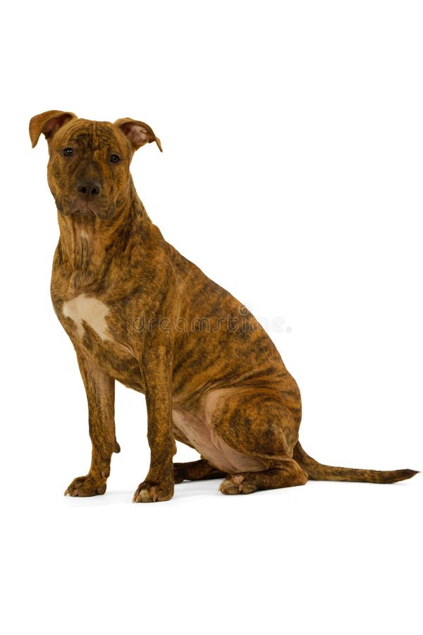 Staffordshire terrier dog