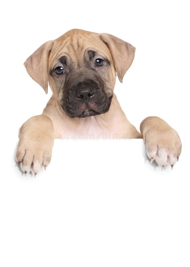 Staffordshire terriervalp ovanför baner arkivfoto Staffordshire terriervalp ovanför baner arkivfoto