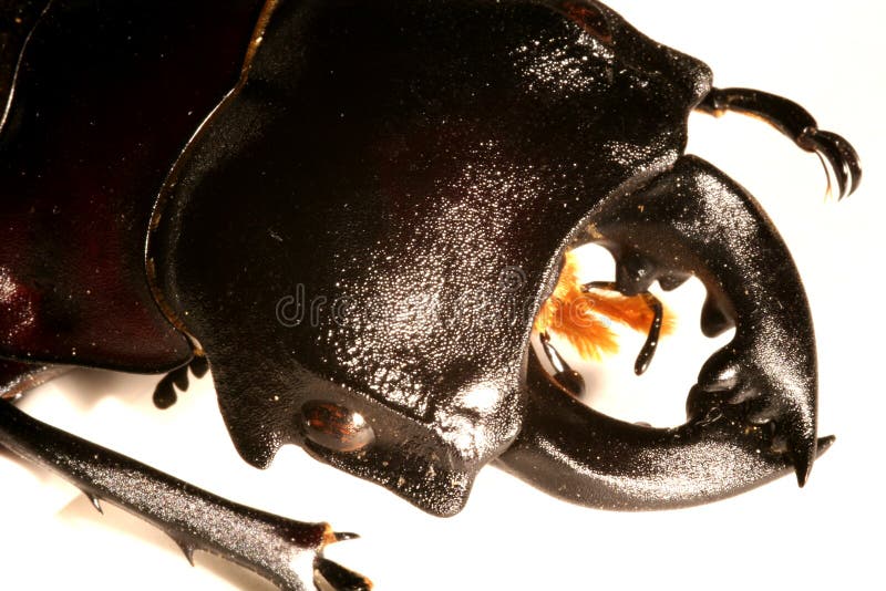 Stag-beetle