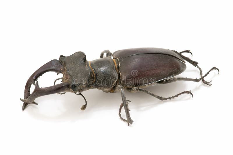 Stag beetle