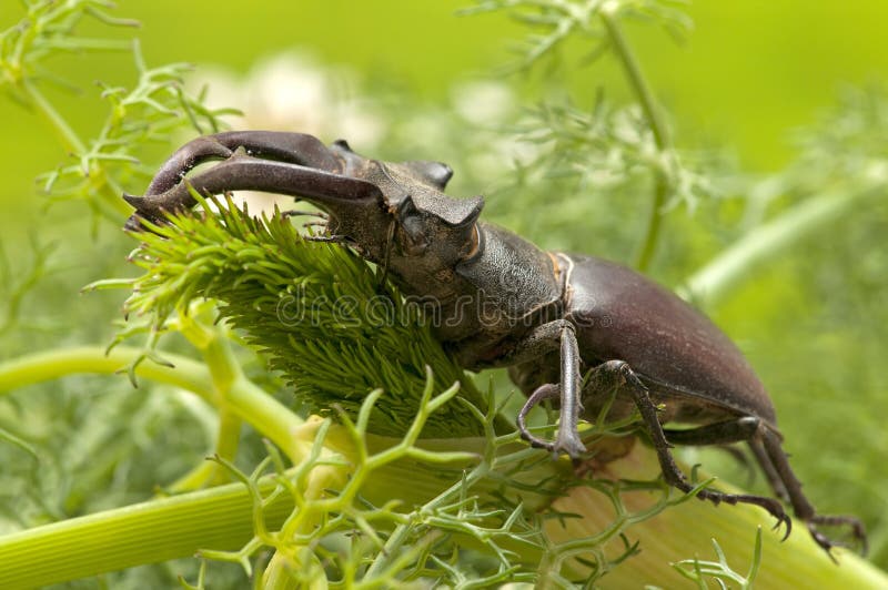 Stag beetle