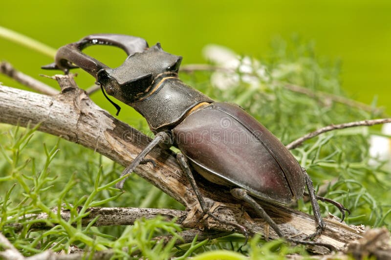 Stag beetle