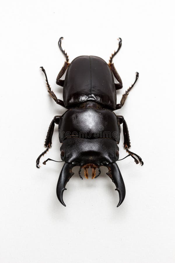 Dorcus Titanus Typhon Stag Beetle Stock Photo Image of national, stag