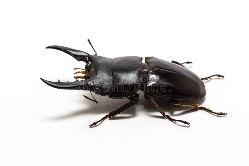 Dorcus Titanus Typhon Stag Beetle Stock Photo Image of national, stag