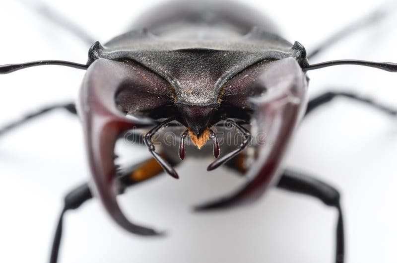 Stag beetle isolated on white, head macro
