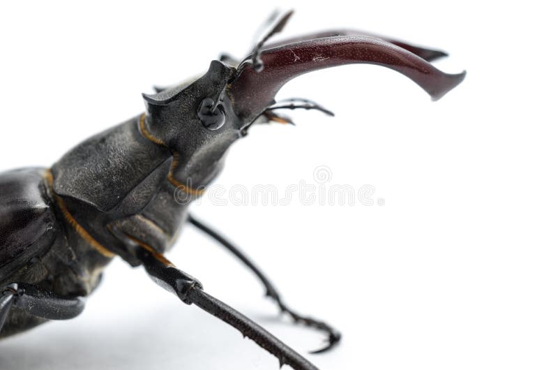 Stag beetle isolated on white, head, side view