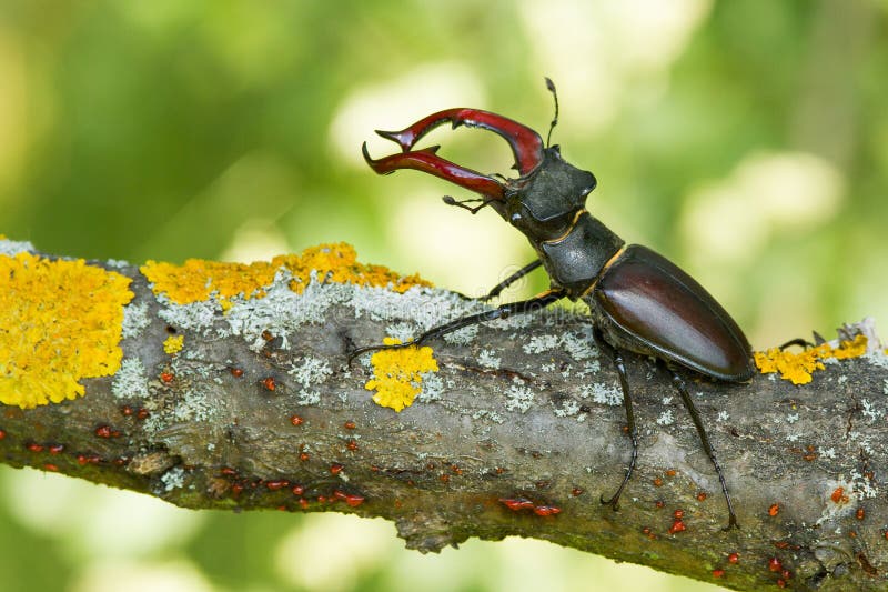 The stag beetle Lucanus cervus in Czech Republic