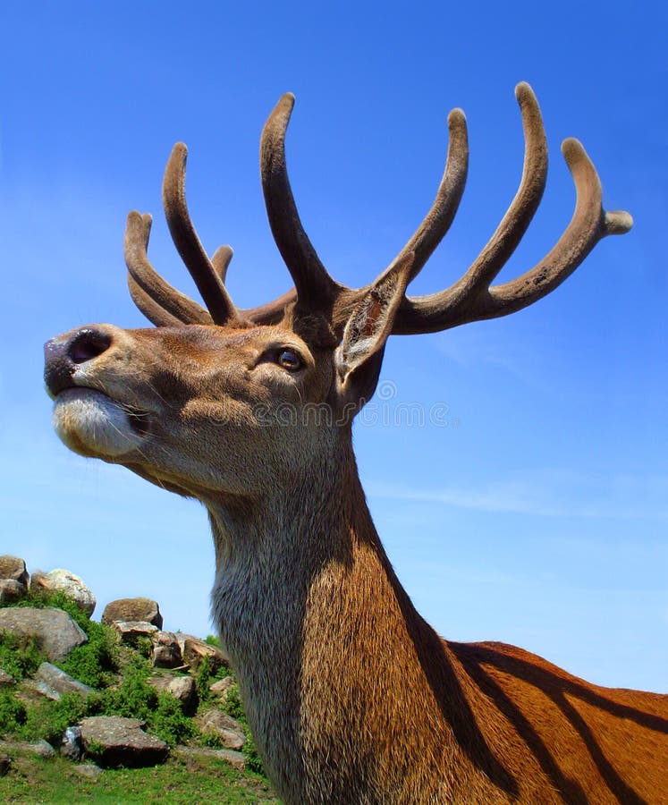 Stag head