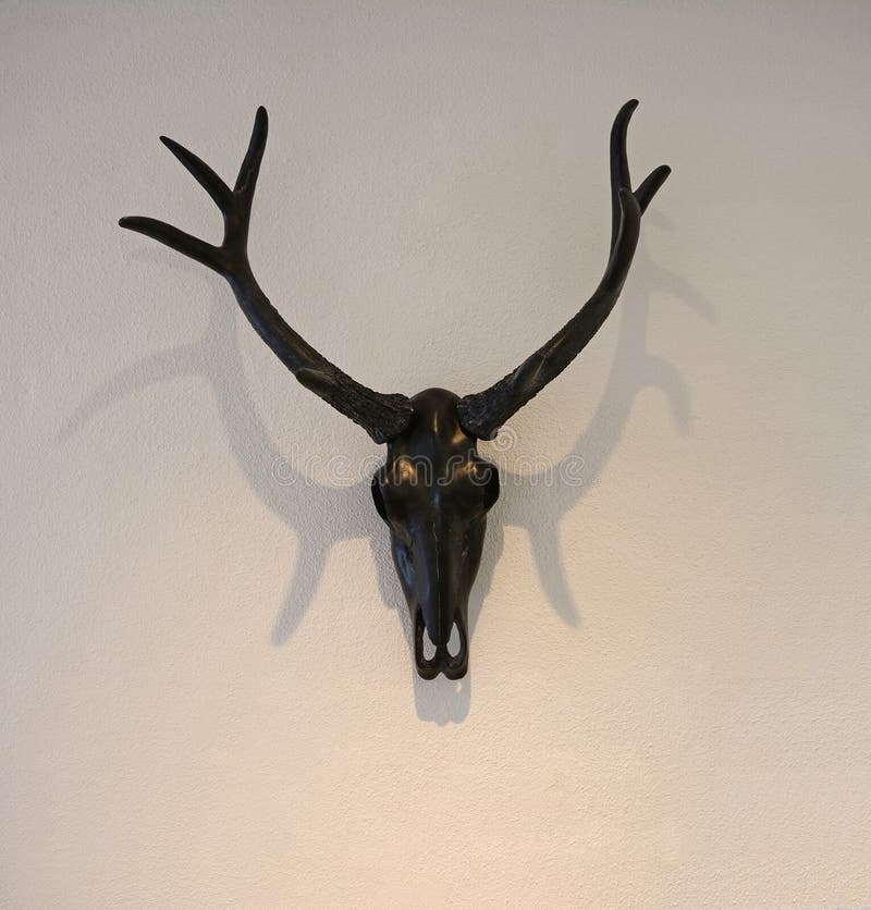 Stag horns stock image. Image of home, stag, trophy, wall 43420329
