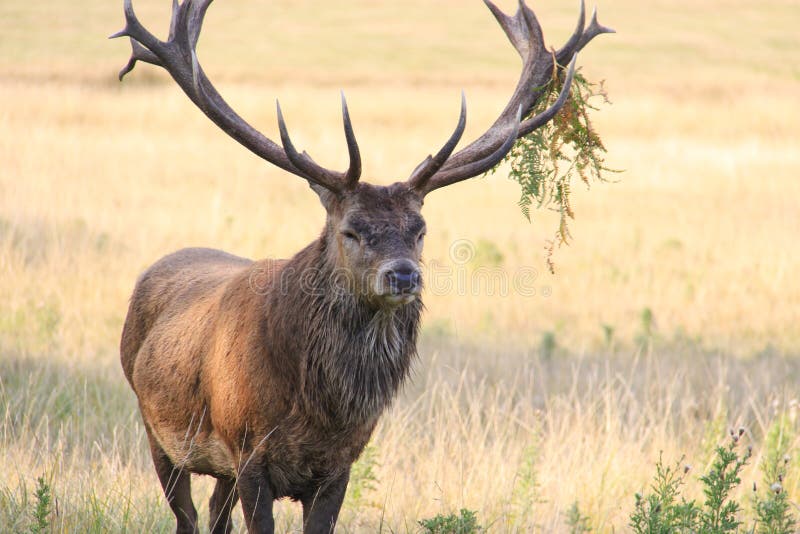 Stag with large antlers stock image. Image of majestic 12566481