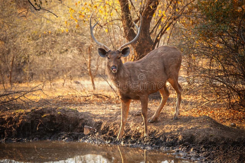 120 Deer Lick Park Stock Photos - Free & Royalty-Free Stock Photos from  Dreamstime
