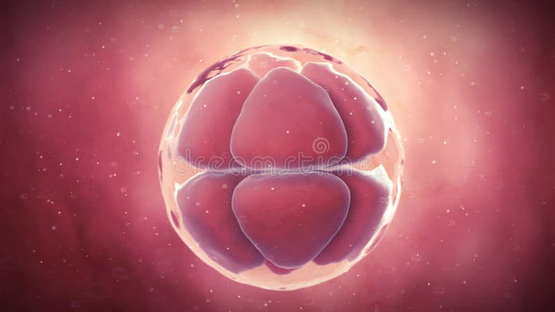 A 8 stage egg cell vector illustration