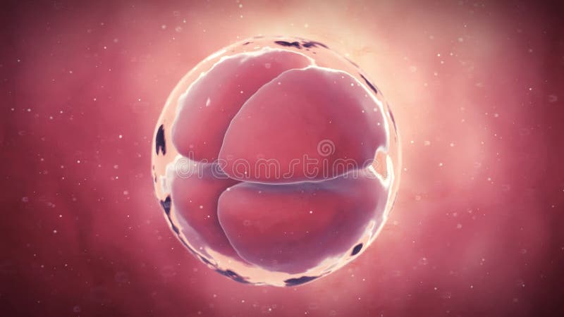A 4 stage egg cell royalty free illustration