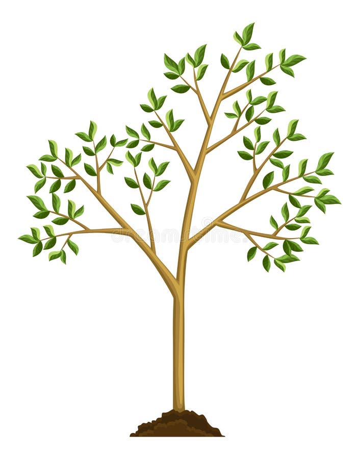 Stage of tree growth. Large tree growth with green leaf and branches. Nature plant illustration