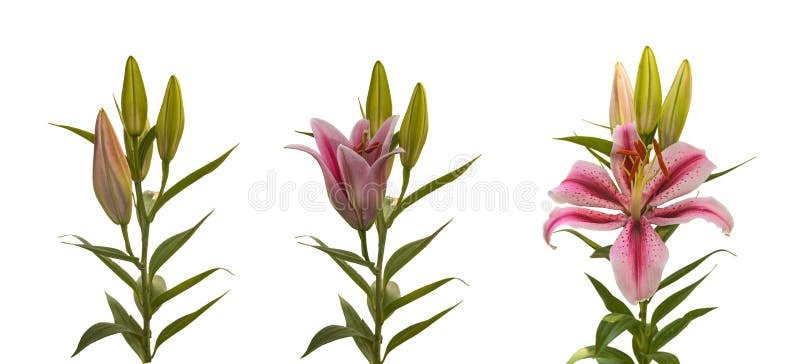 Flower Blooming Stages Images – Browse 20,012 Stock Photos