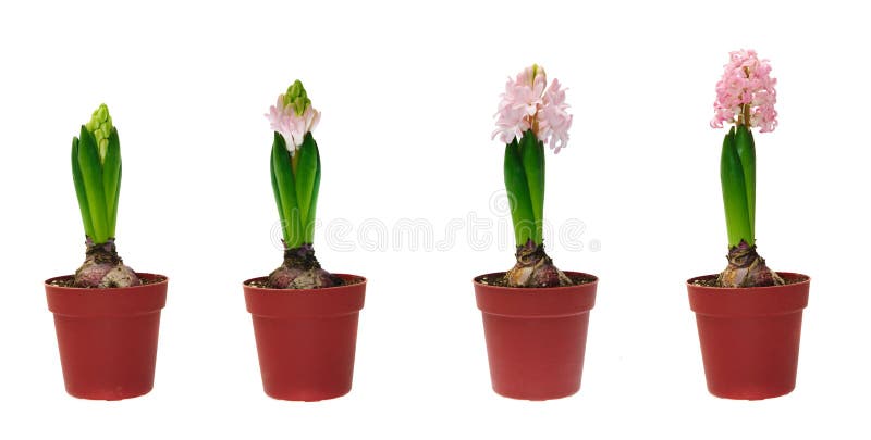 Stages of development of a hyacinth
