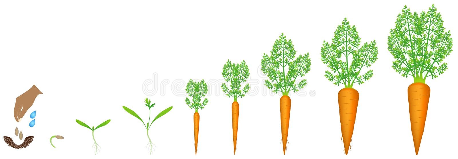 Life Cycle of Tomato Plant. Stages of Growth from Seed To Adult Plant ...