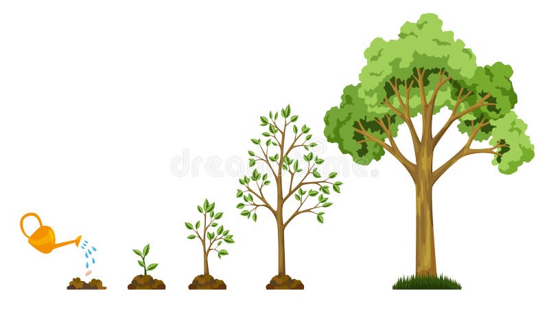 Stages growth of tree from seed. Watering the plants. Collection of trees from small to large. Green tree with leaf