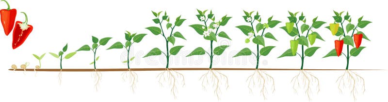 download free pruning pepper plants download free pruning pepper plants