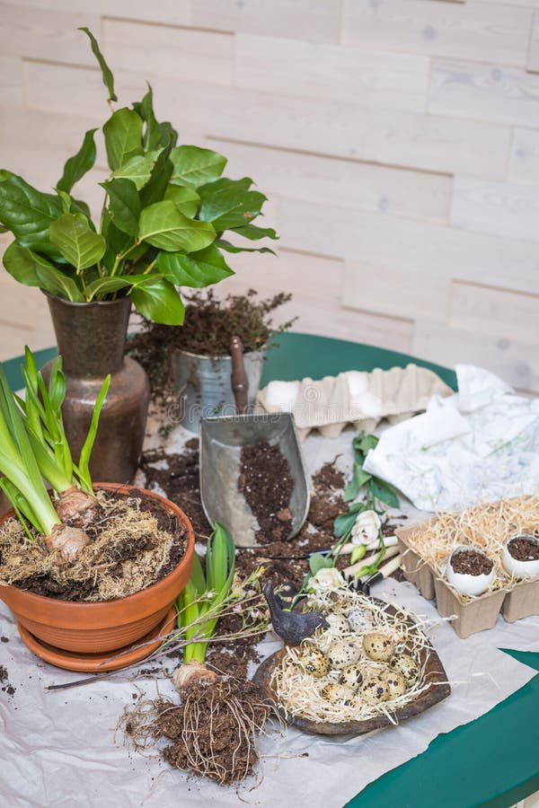 Stages of Planting Spring Flowers or Grass in Egg Shells, Easter