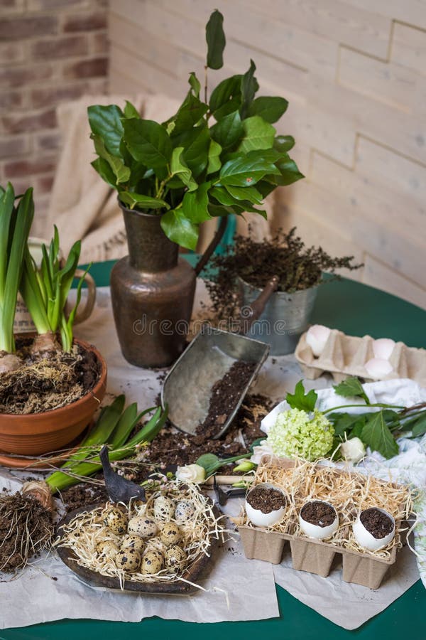 Stages of Planting Spring Flowers or Grass in Egg Shells, Easter