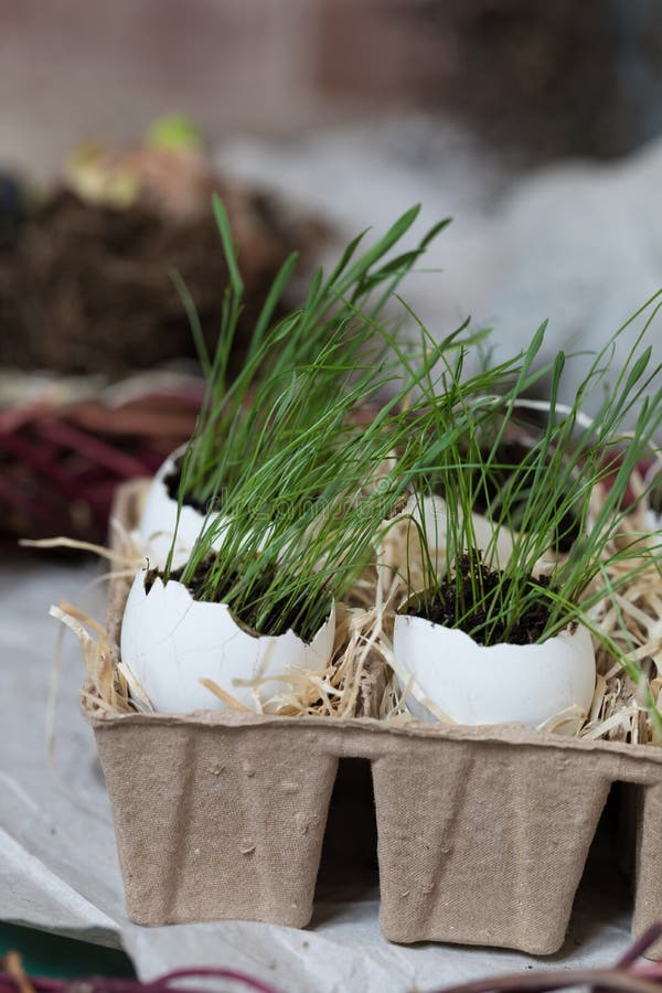 Stages of Planting Spring Flowers or Grass in Egg Shells, Easter