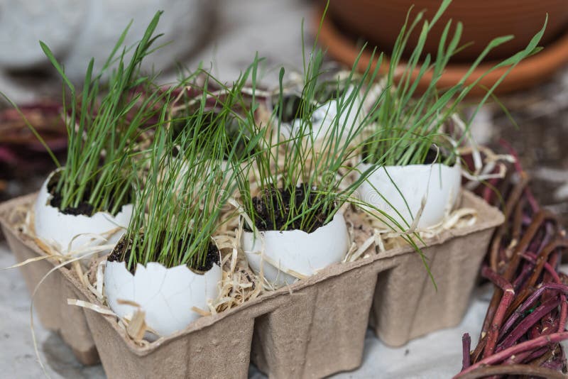 Stages of Planting Spring Flowers or Grass in Egg Shells, Easter