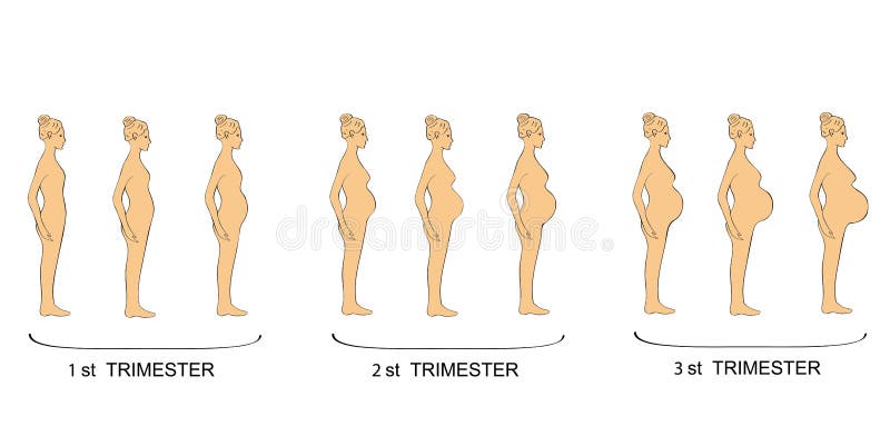 Stages of pregnancy women trimester. vector illustration stock illustration Stages of pregnancy women trimester. vector illustration stock illustration