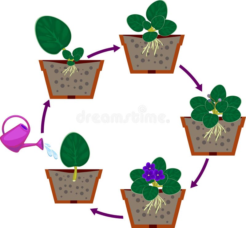 Stages of vegetative reproduction of African violets Saintpaulia. Sequence of stages of plant growth from leaf section to plant
