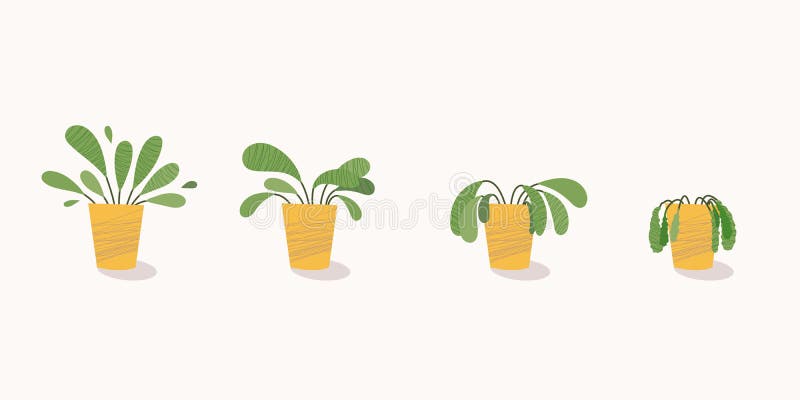 Stages of withering, a wilted plant in a pot, abandoned houseplant without watering and care. Potted plant dying. Vector