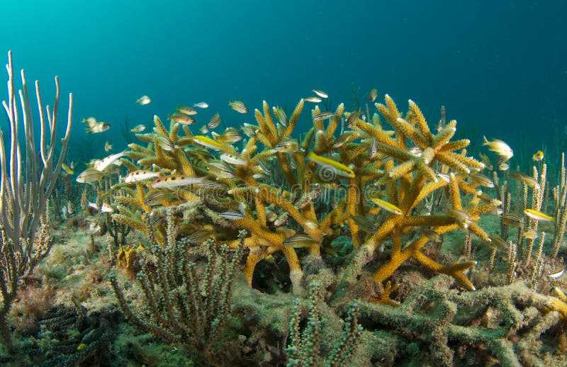 Juvenile Bluehead Wrasse, and Spotted Goatfish take shelter in around Staghorn Coral and endangered species. Picture taken in Broward County,Florida. Juvenile Bluehead Wrasse, and Spotted Goatfish take shelter in around Staghorn Coral and endangered species. Picture taken in Broward County,Florida.